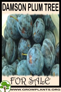 Damson plum tree for sale