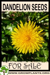 Dandelion seeds for sale