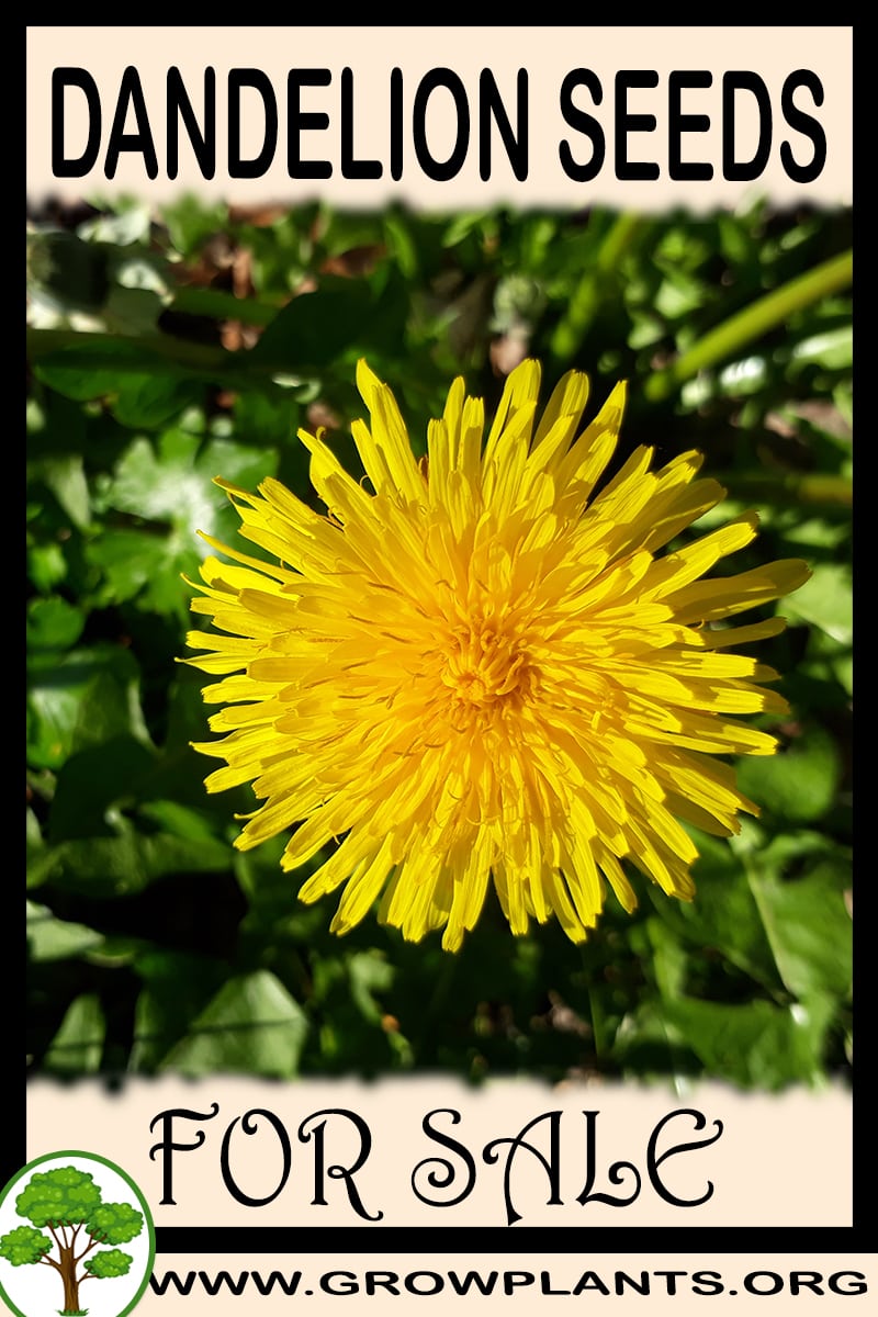 Dandelion seeds for sale