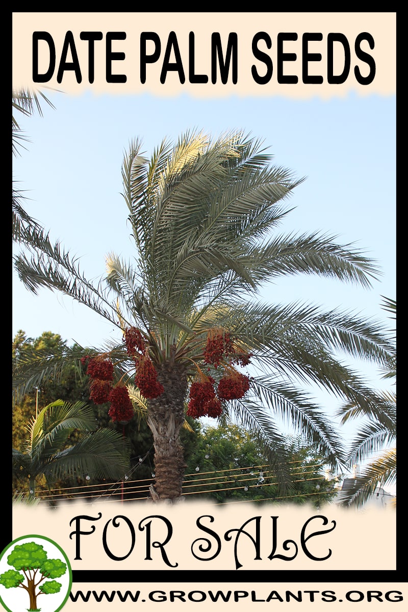 Date palm seeds for sale