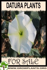 Datura plants for Sale: Pre-Purchase & Growing Guide Datura plants for sale