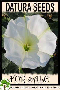 Datura seeds for Sale: Pre-Purchase & Growing Guide Datura seeds for sale