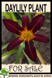Daylily for Sale: Pre-Purchase & Growing Guide Daylily for sale
