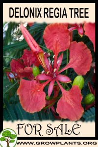 Delonix regia tree for sale