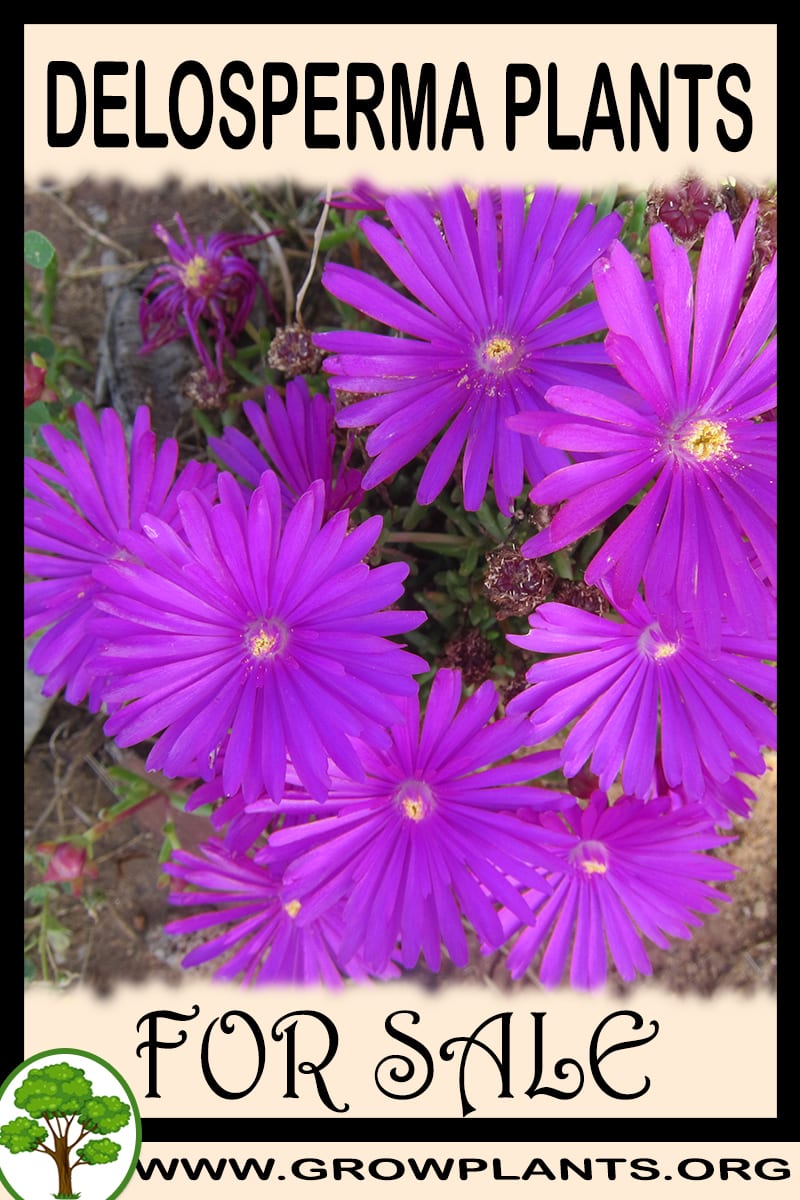 Delosperma plants for sale