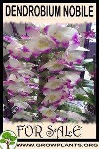 Dendrobium nobile for sale