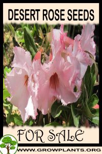 Desert rose seeds for Sale: Pre-Purchase & Growing Guide Desert rose seeds for sale