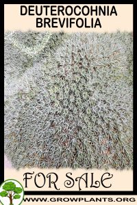 Deuterocohnia brevifolia for sale