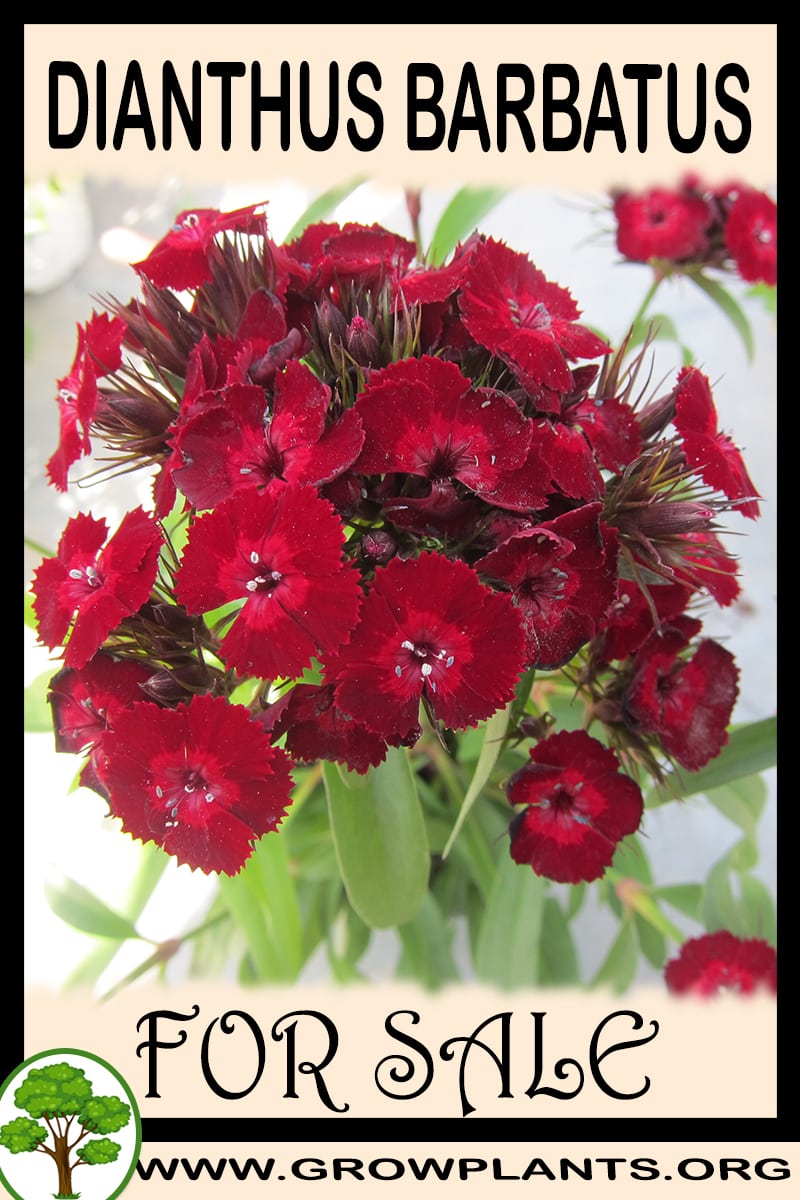 Dianthus barbatus for sale