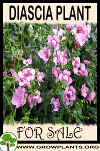 Diascia for Sale: Pre-Purchase & Growing Guide Diascia for sale