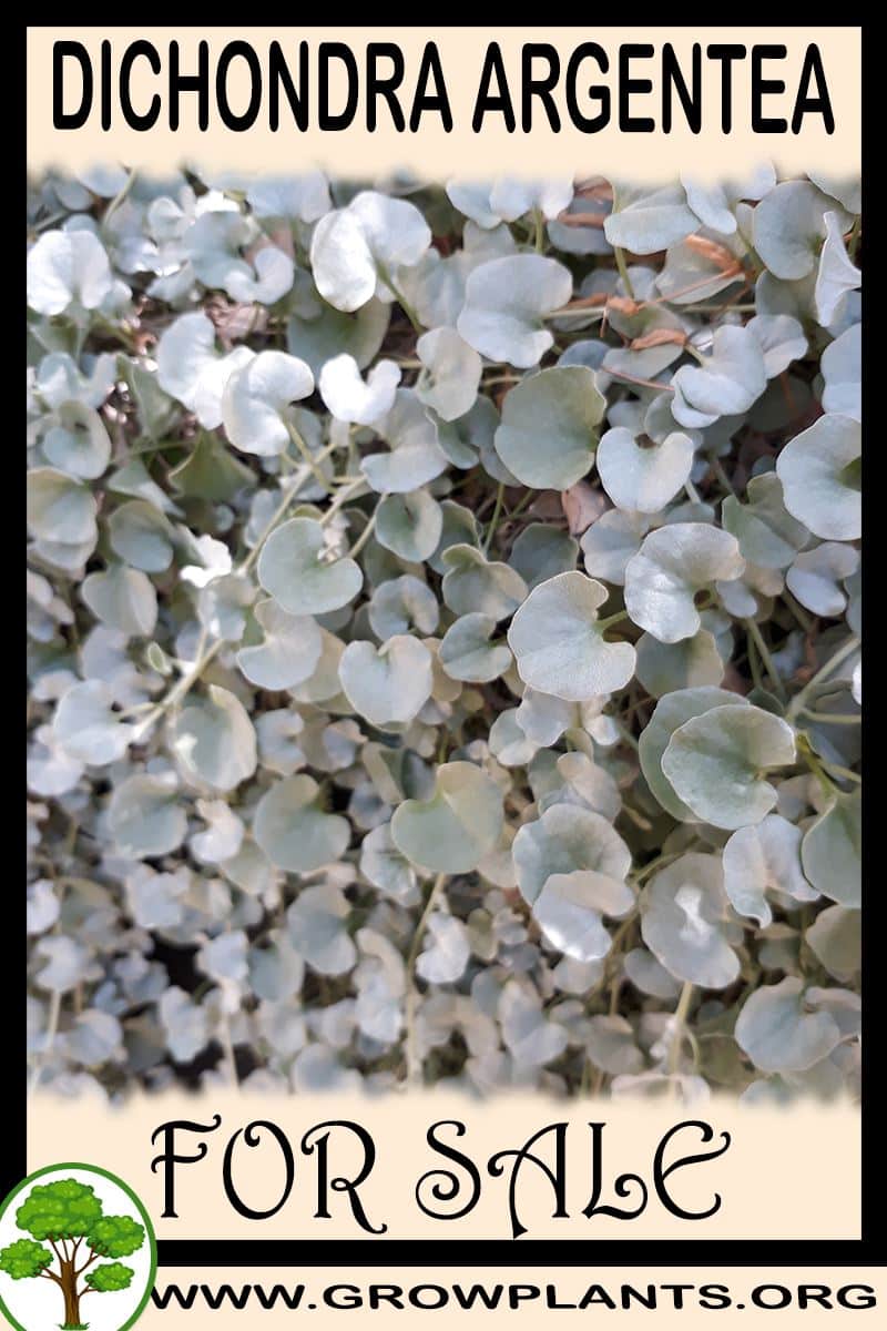 Dichondra argentea for sale