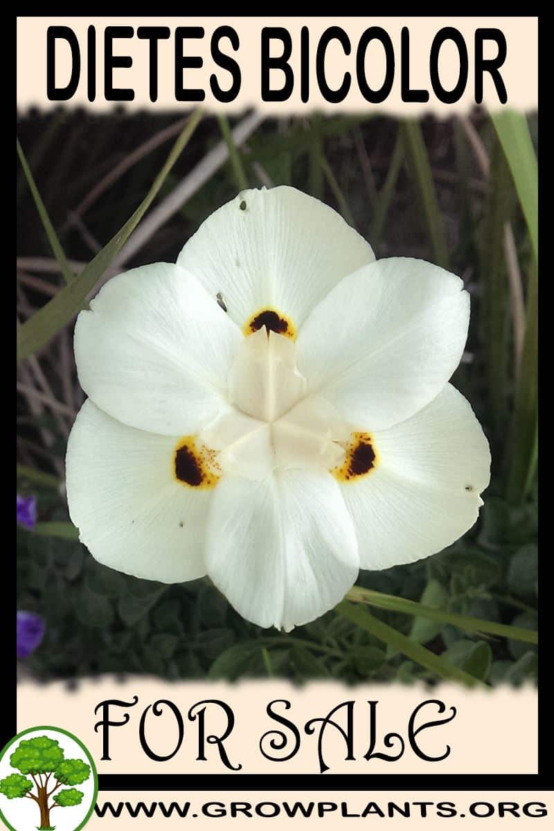 Dietes bicolor for sale