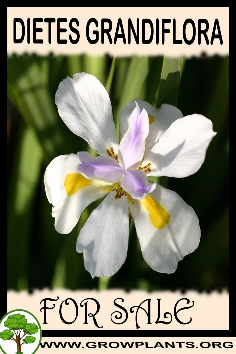 Dietes grandiflora for sale