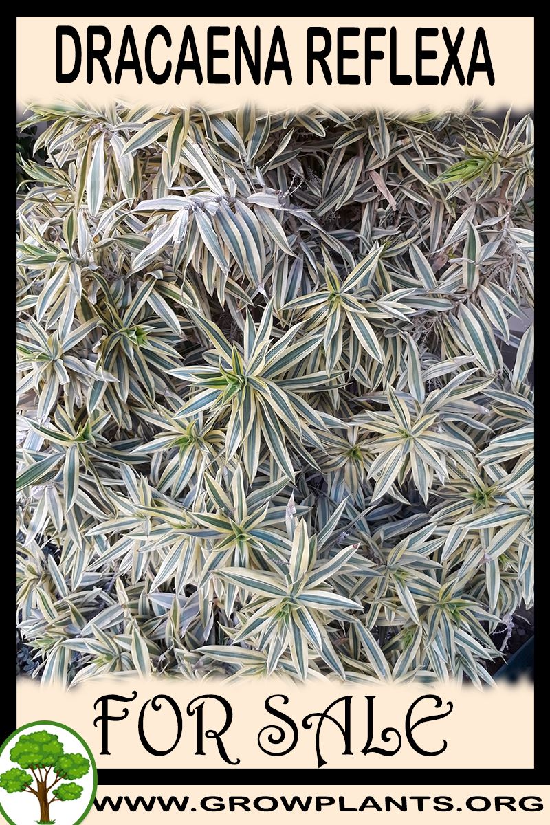 Dracaena reflexa for sale
