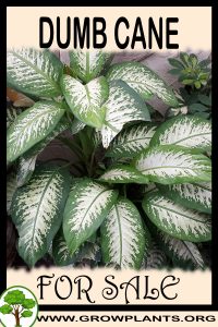 Dumb cane for Sale: Pre-Purchase & Growing Guide Dumb cane for sale