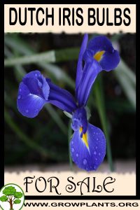 Dutch iris bulbs for Sale: Pre-Purchase & Growing Guide Dutch iris bulbs for sale
