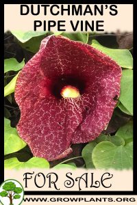 Dutchman’s pipe vine for Sale: Pre-Purchase & Growing Guide Dutchman’s pipe vine for sale