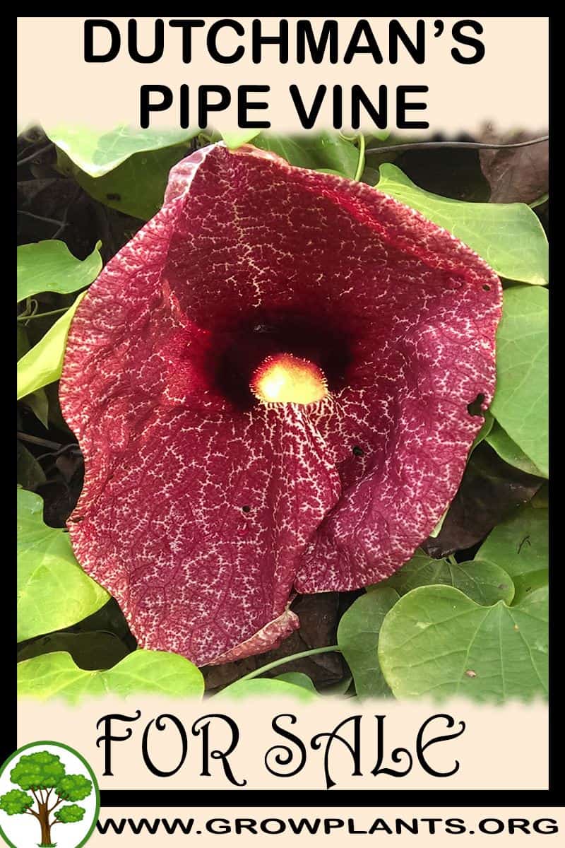 Dutchman’s pipe vine
