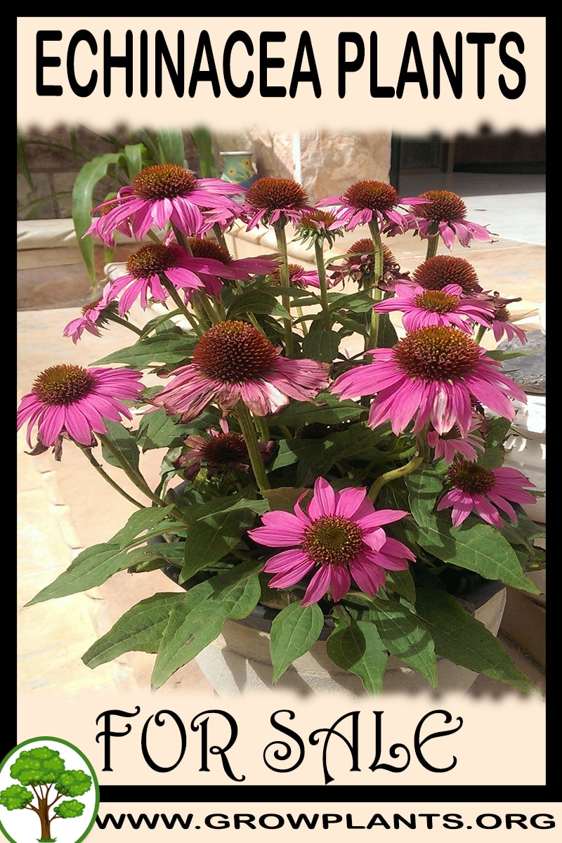 Echinacea plants for sale