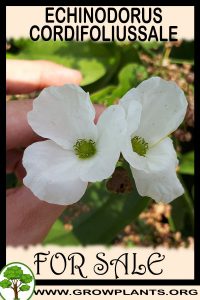 Echinodorus cordifolius for Sale: Pre-Purchase & Growing Guide Echinodorus cordifolius for sale