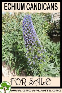 Echium candicans for sale