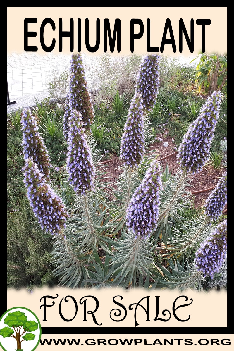 Echium for sale