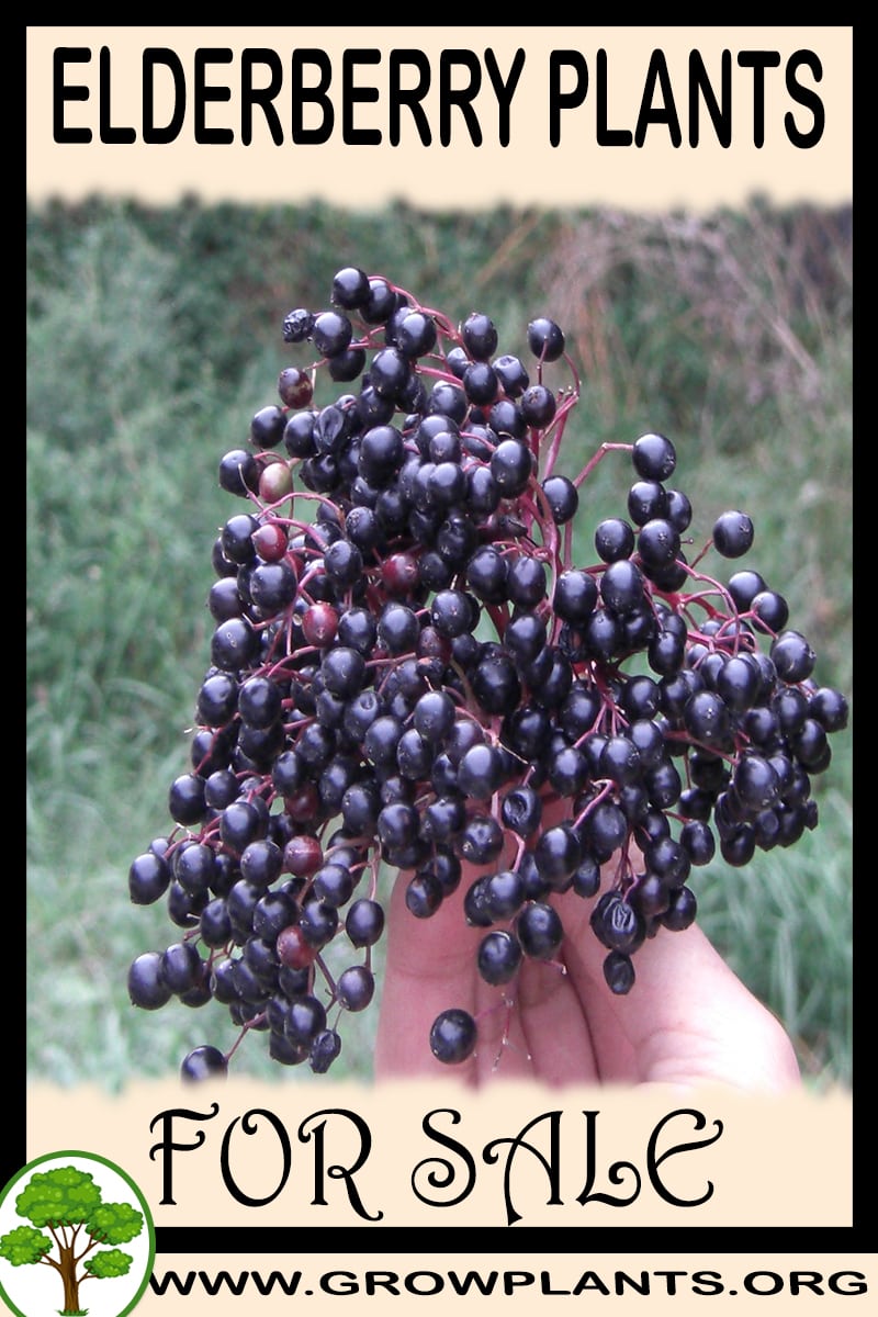 Elderberry plants for sale Grow plants