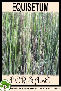 Equisetum for Sale: Pre-Purchase & Growing Guide Equisetum for sale