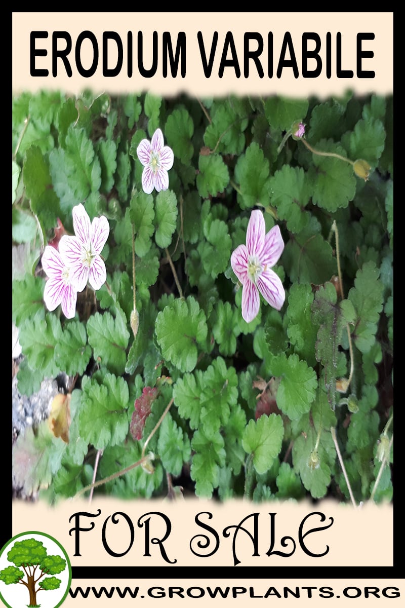 Erodium variabile for sale