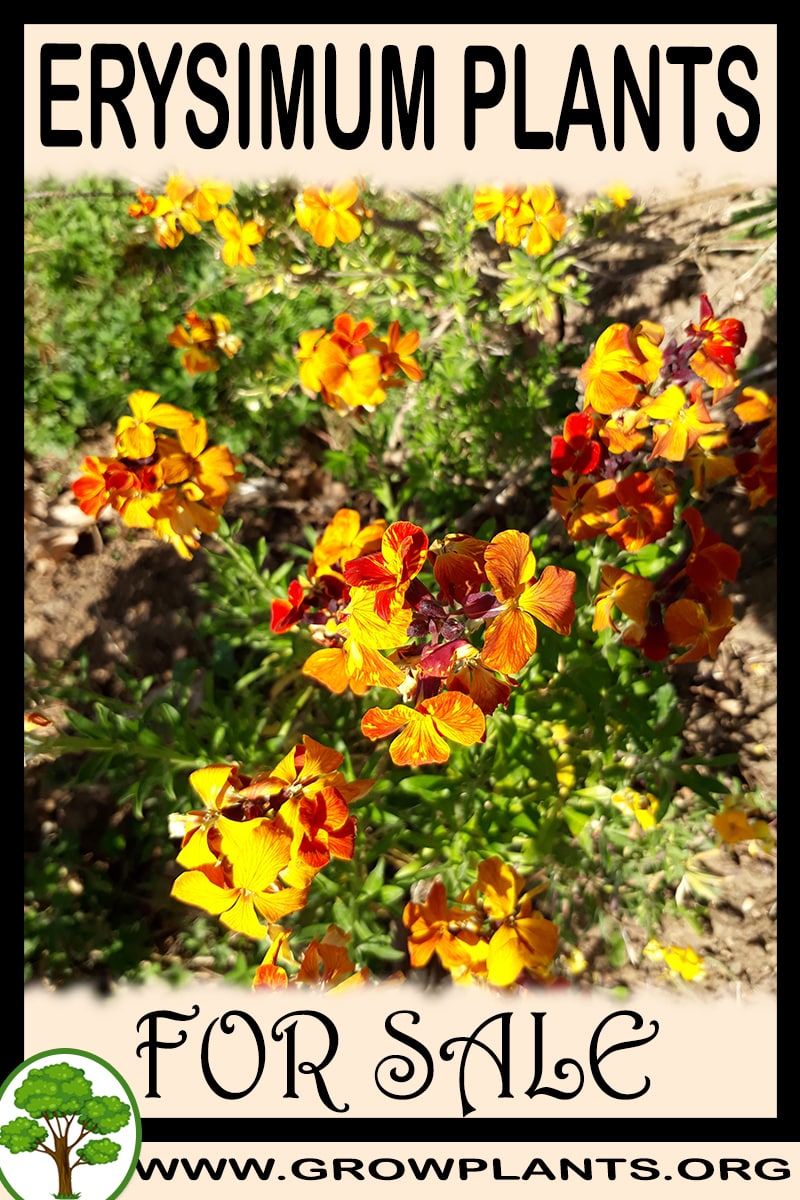 Erysimum plants for sale