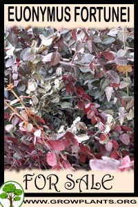 Euonymus fortunei for sale