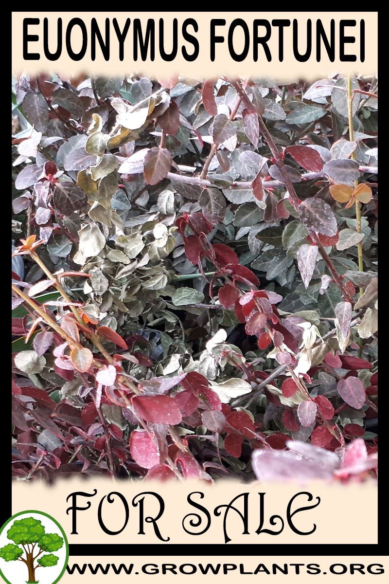 Euonymus fortunei for sale