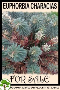 Euphorbia characias for Sale: Pre-Purchase & Growing Guide Euphorbia characias for sale