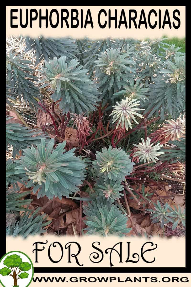 Euphorbia characias