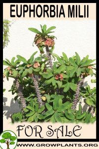 Euphorbia milii for Sale: Pre-Purchase & Growing Guide Euphorbia milii for sale
