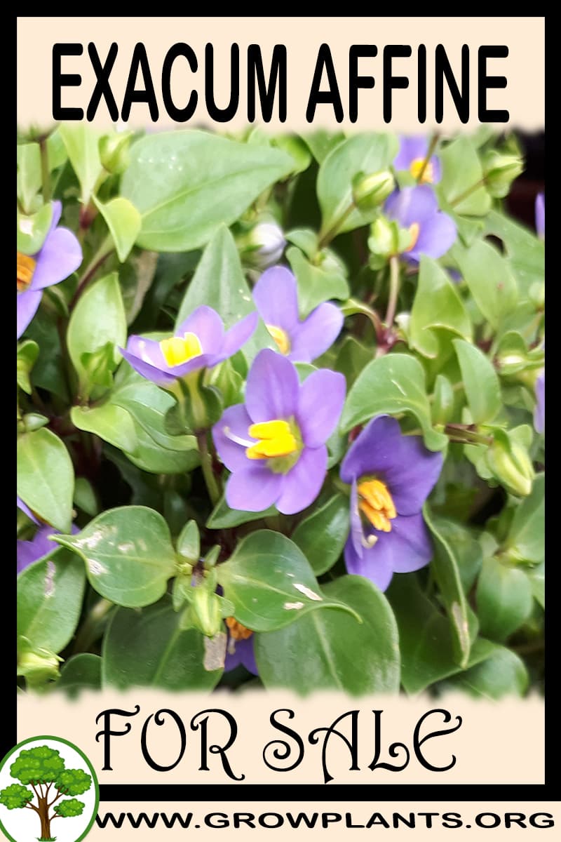 Exacum affine for sale