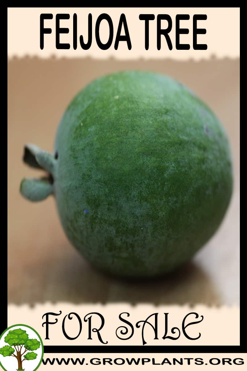 Feijoa tree for sale