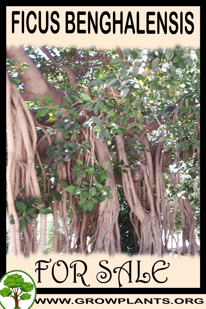 Ficus benghalensis for sale