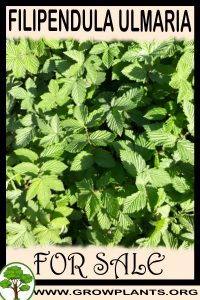 Filipendula ulmaria for sale