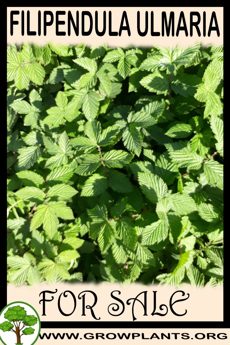 Filipendula ulmaria for sale