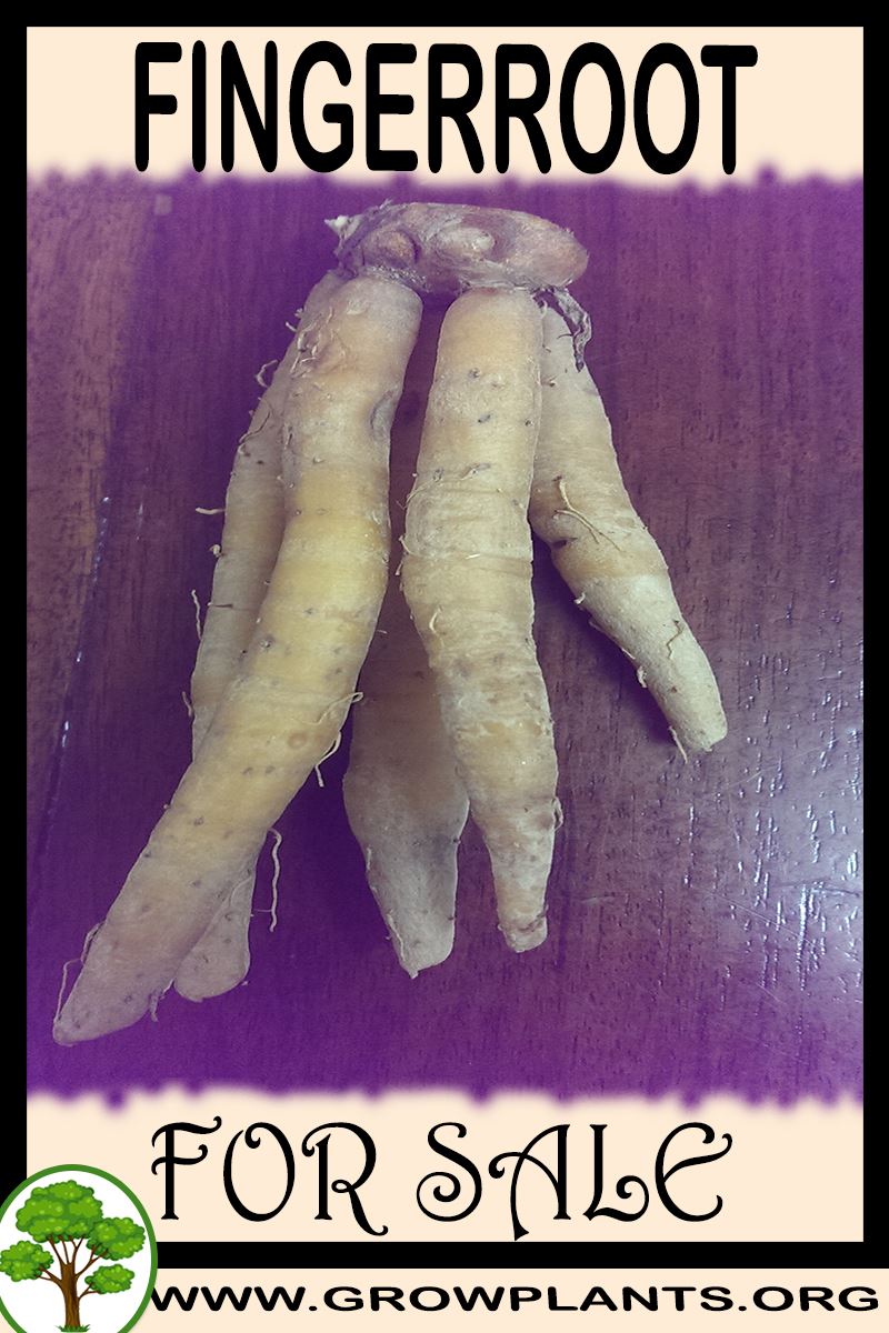 Fingerroot for sale