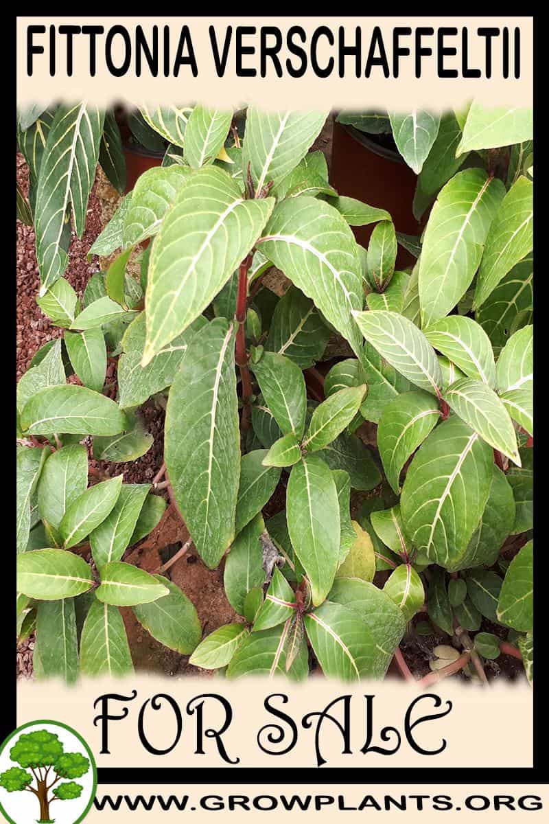 Fittonia verschaffeltii for sale