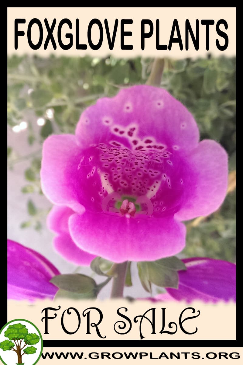 Foxglove plants for sale