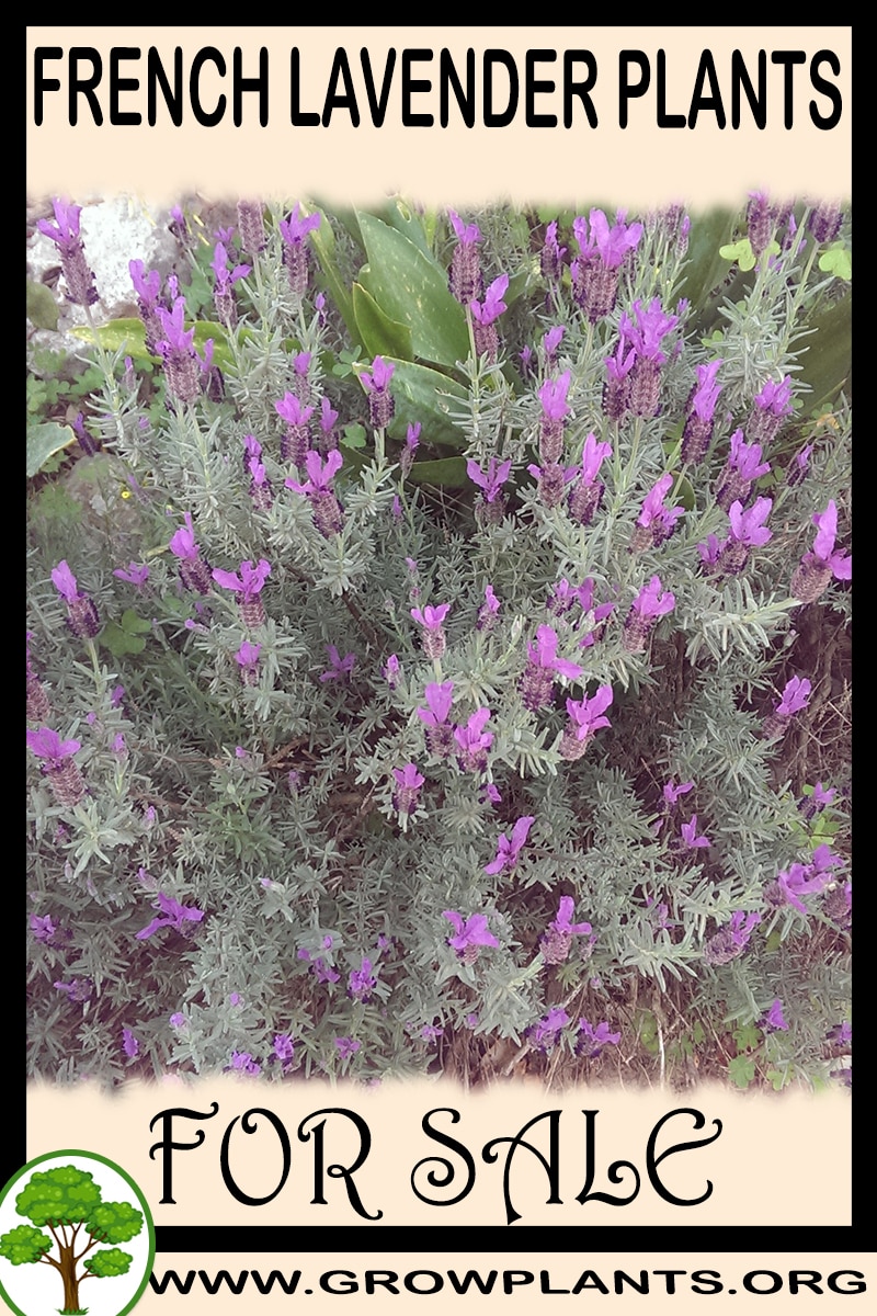 Lavender Plants For Sale Buy Lavender Plants Online Us