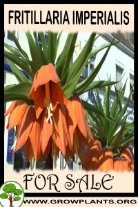 Fritillaria imperialis bulbs for sale