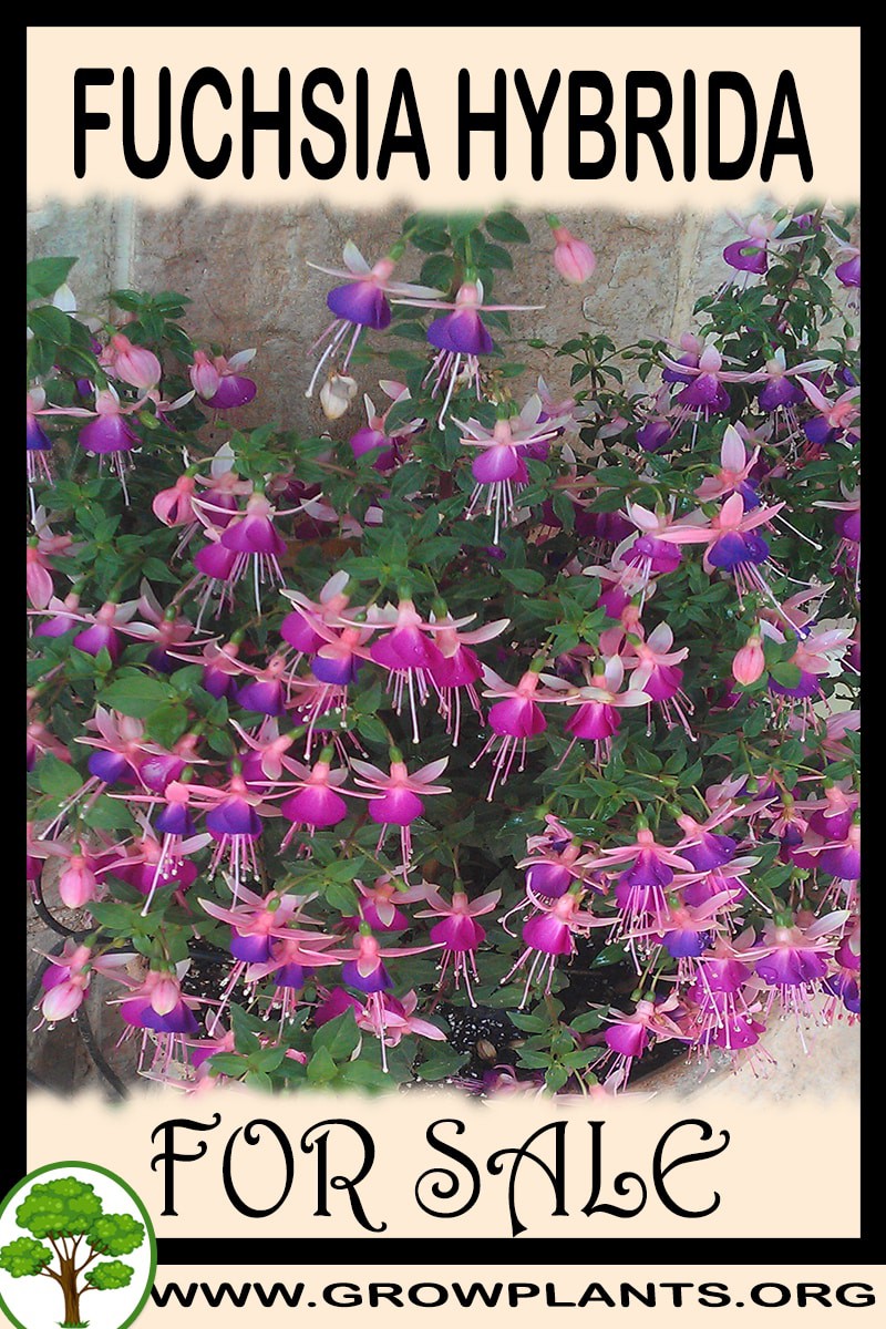 Fuchsia hybrida