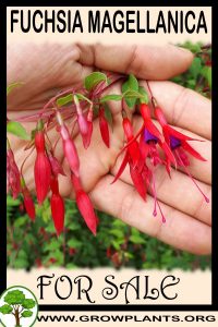 Fuchsia magellanica for sale