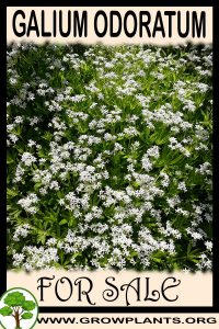 Galium odoratum for sale