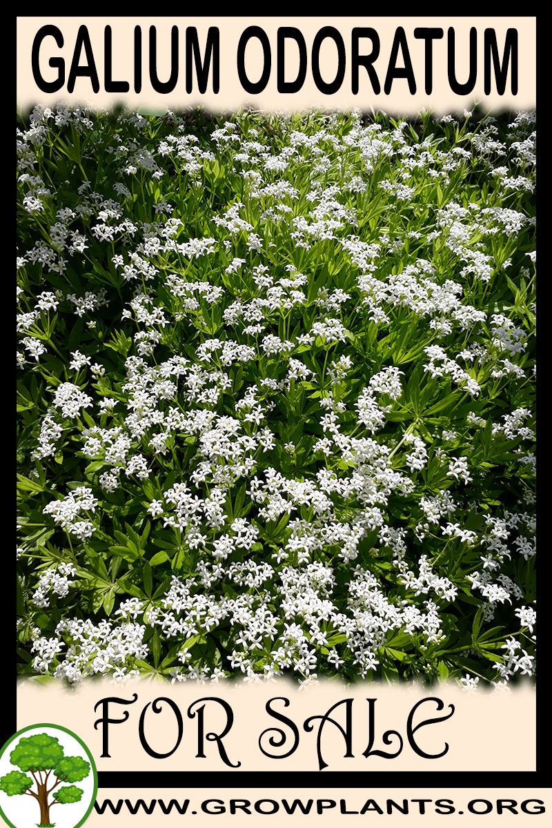 Galium odoratum for sale