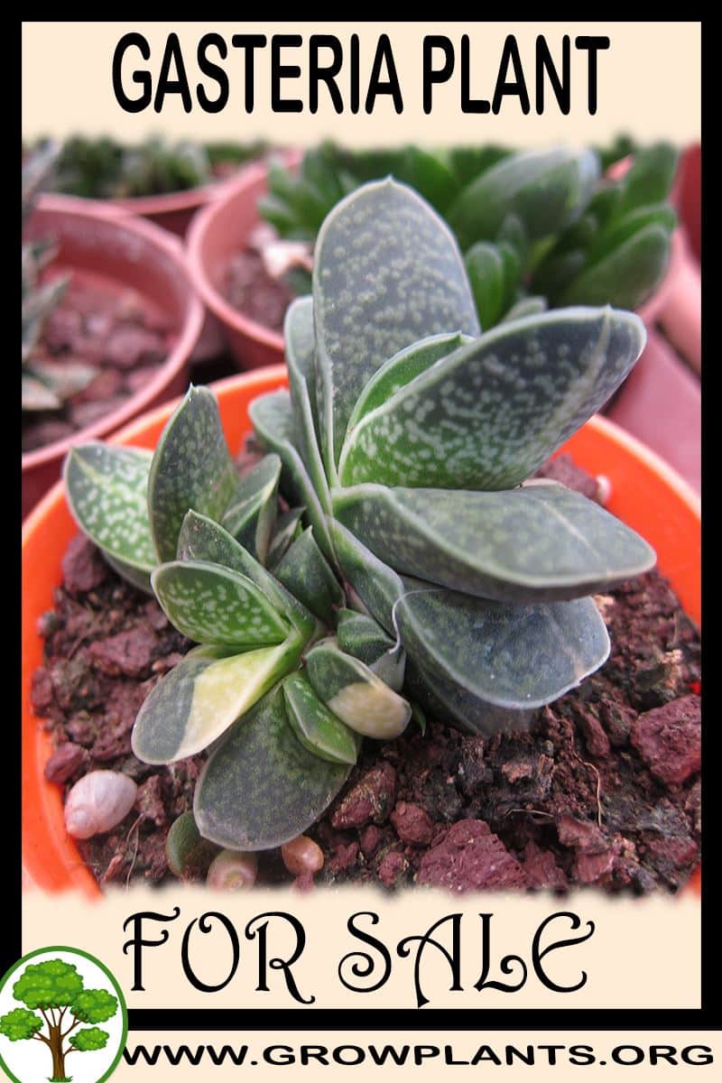 Gasteria for sale